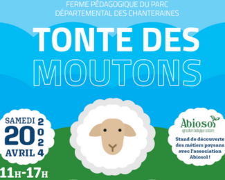 Tonte_moutons
